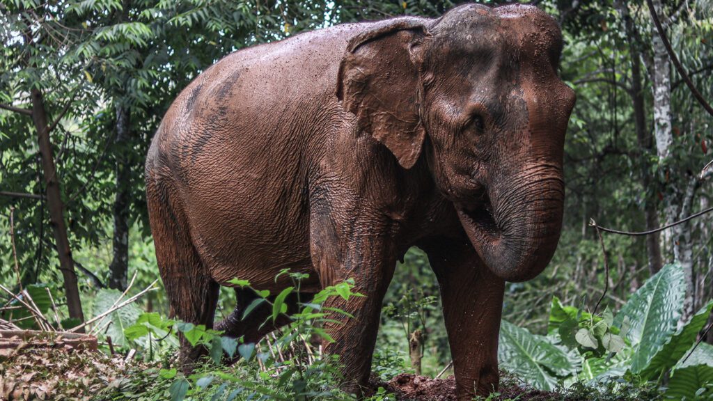 Phuket Nature Elephant Reserve - Bow