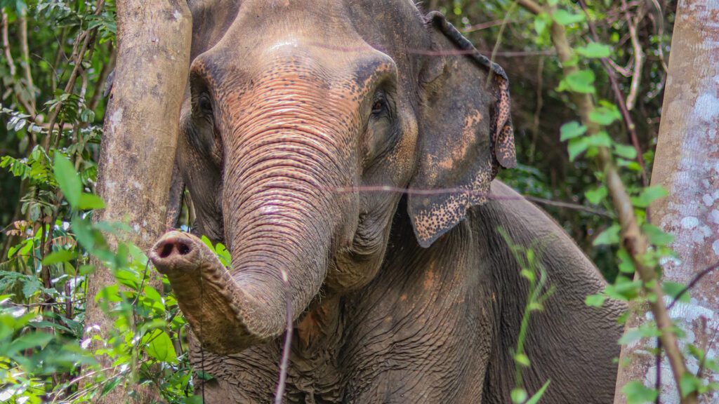 Elephant in Jungle Phuket