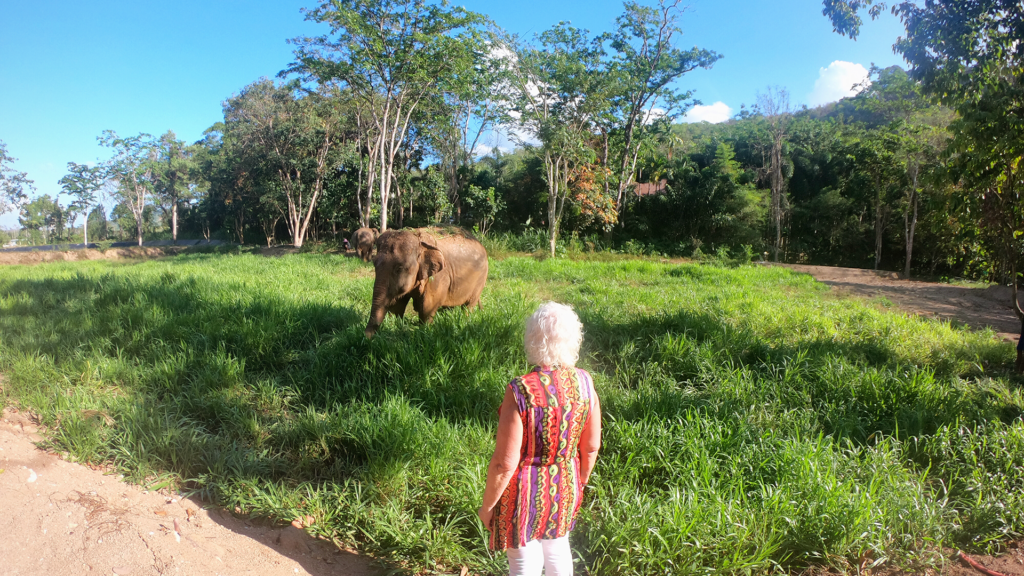 Elderly woman watching elephant