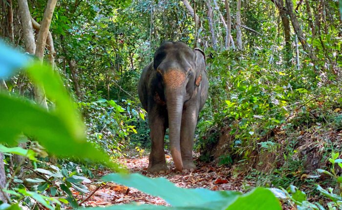 Elephant in Jungle